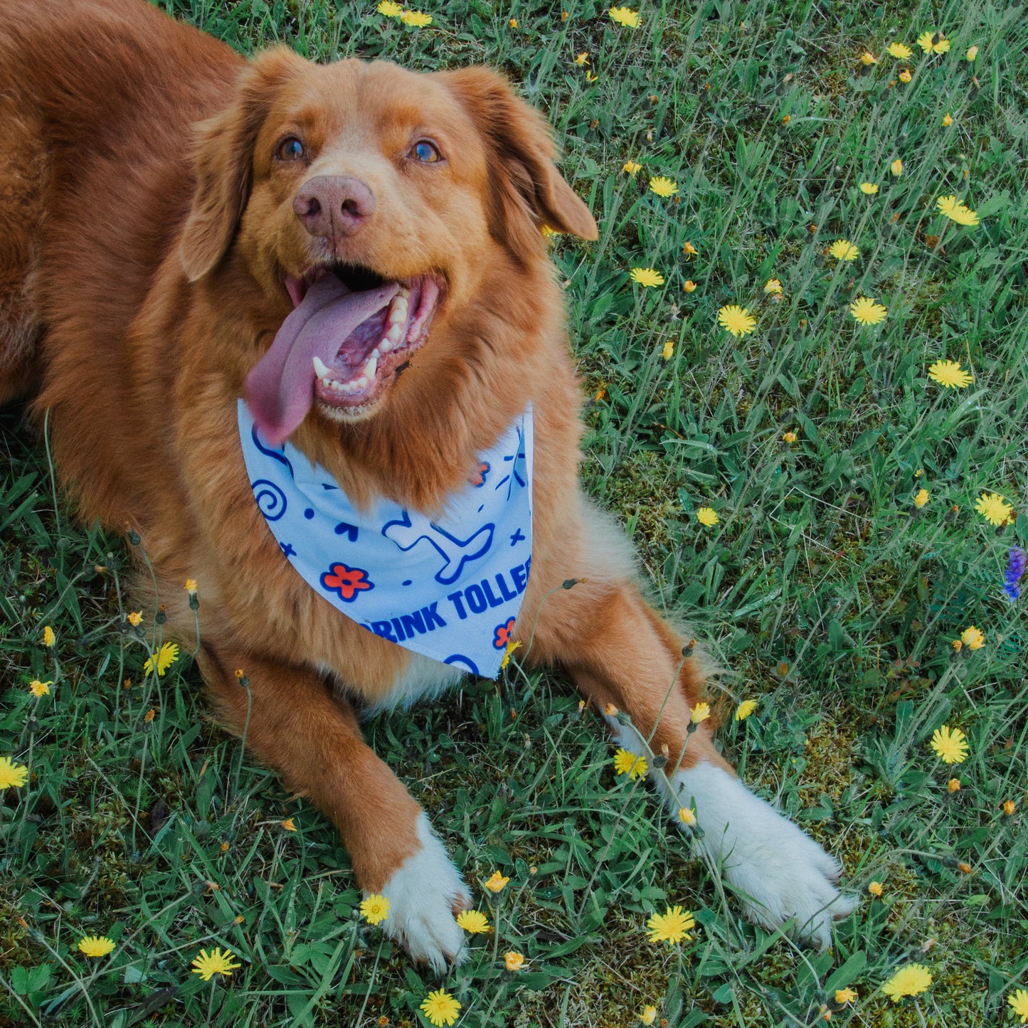 Toller Doodle Bandana